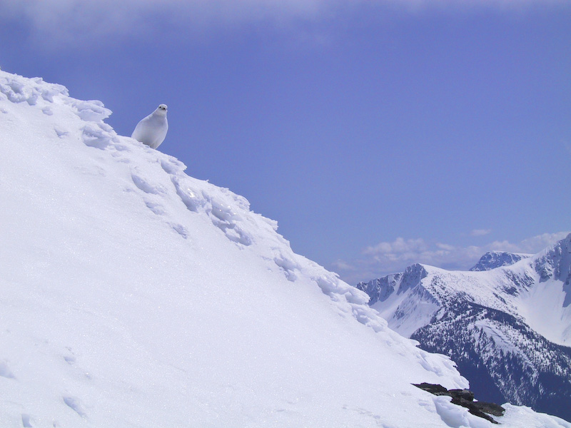 White-Tailed Ptarmigan